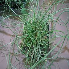 Image result for Cyperus spiralis