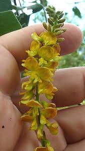 Image result for Rhynchosia procurrens