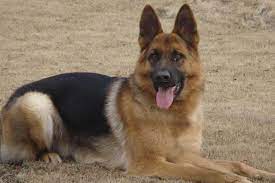 Search for text in url. å¾·å›½ç‰§ç¾ŠçŠ¬å¥½å…»å—å¾·å›½ç‰§ç¾ŠçŠ¬å'¬äººå— è‡´å¯Œçƒ­