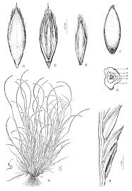 Image result for Microchloa