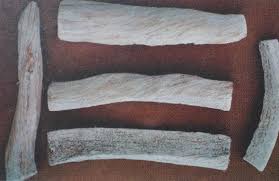 Image result for Synaptolepis oliveriana