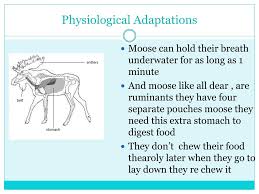 See full list on livescience.com Ppt Moose Heavy Headed Powerpoint Presentation Free Download Id 2001889