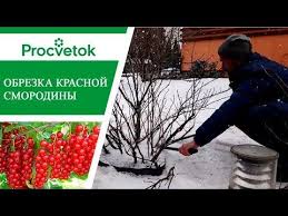 как избавиться от тли на смородине во время цветения Smorodina Kak Poluchit Bogatyj Urozhaj Obrezka Krasnoj Smorodiny Youtube Posadka Semyan Sadovodstvo Kustarniki