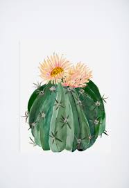 The pests and problems common to the plant group are minimal and usually easy to surmount. Cactus Flowers Shannon Kirsten Studio