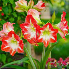 Amaryllis Minerva 5 Pack 5 Flower Bulbs Walmart Com Walmart Com