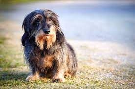 No one has written a comment about daxon wilczy klan. Types Of Dachshunds Smooth Long Wired Haired More
