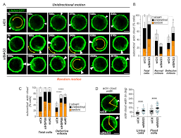 See what sl yong (sly6191) has discovered on pinterest, the world's biggest collection of ideas. Ijms Free Full Text Chaperone Assisted Mitotic Actin Remodeling By Bag3 And Hspb8 Involves The Deacetylase Hdac6 And Its Substrate Cortactin Html