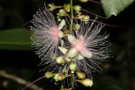 Image result for Barringtonia racemosa