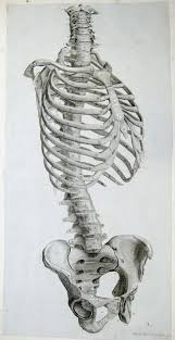 What are male internal organs? Human Torso Anatomy Drawing Novocom Top