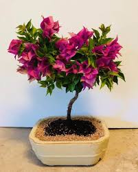 Cara Menanam Bonsai Untuk Pemula Popmama Com