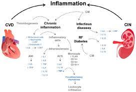 Oxidative Stress And Inflammation In The Development Of Cardiovascular Disease And Contrast Induced Nephropathy