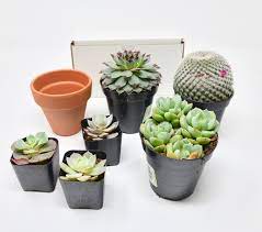 A Monthly Subscription Box Of Plants Choose From Different Boxes Succulent Box Airplant Box And Indoor Potted Plant Box Avai Plant Box House Plants Plants