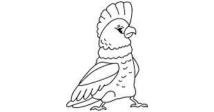 Free printable cockatoo coloring pages and download free cockatoo coloring pages along with coloring pages for other activities and coloring sheets Cockatoo Coloring Page Online Or Printable For Free