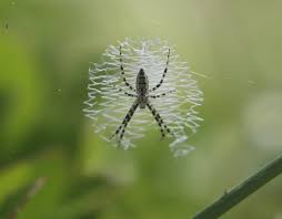 The species was first described by hippolyte lucas in 1833. Argiope Aurantia Black And Yellow Garden Spider In Howe Texas United States