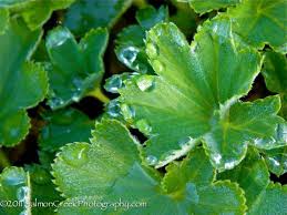 Image result for Alchemilla ellenbeckii