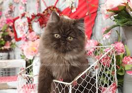 Persian & himalayan kittens for sale in a rainbow of colors! Chocolate Persian Kittens Chocolate Persians Chocolate Catspersian Himalayan Kittens For Sale In A Rainbow Of Colors In Business For 32 Years