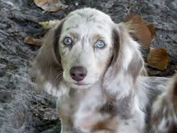 Long Haired Black And Cream Dapple Dachshund Hunter Isabella Long Haired Mini Dachshund Dachshund Love Dachshund Lovers Dapple Dachshund