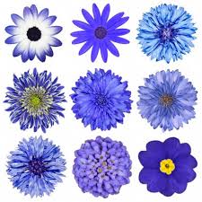 Earl grey fleurs bleues tea (earl grey with cornflowers) is an inimitable black earl grey tea enhanced with the addition of cornflower petals creating a highly fragrant, aromatic blend. Sticker Mural Fleurs Bleues Univers Pour Votre Decoration Etiquette Autocollant