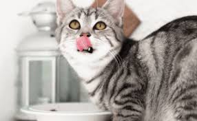 Some cats won't like to eat certain grains or foods, so try giving them a sample before giving them a some cats don't enjoy the sweet flavor, but if your cat does, you can make some fun treats with fish that are safe for cats. Why Do Cats Like Fish Bestcatart Com