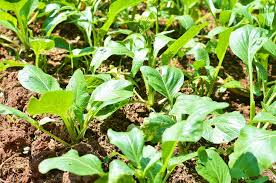 Cook your mustard greens in bacon grease and apple cider vinegar with dried fruit or a spoon of honey to turn them into a decadent treat. Growing Mustard Green Like You Were Born A Farmer