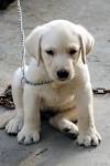 Labrador Retriever (Lab) Puppies For Sale - AKC PuppyFinder