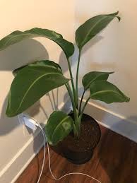 We did not find results for: Starting To Get Serious About My Plant Care And Can T Remember Find The Name Of This Plant Bought At A Local Garden Center So Probably Very Common Thanks Whatsthisplant