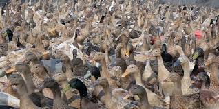 Untuk lebih jelasnya perbedaan itik alabio jantan dan betina simak gambar berikut. Ciri Ciri Khusus Bebek Halaman All Kompas Com