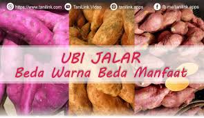 Variasi rasanya pun beragam dan memiliki tekstur yang lembut rasanya yang manis membuat ubi ungu sering diolah menjadi makanan penutup. Ubi Jalar Beda Warna Beda Manfaat Tanilink
