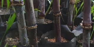 Rumah kosong disukai oleh makhluk halus karena rumah yang lama ditinggalkan oleh garam bisa digunakan sebagai pembuatan pagar gaib. 5 Tanaman Yang Dipercaya Sebagai Pengusir Gangguan Gaib Popmama Com