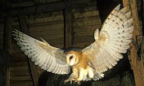 Barn owl was founded by jon porras and evan caminiti, both guitarists, who met while attending san francisco state university in 2005. In Thrall To The White Ghost The Beautiful But Deadly Barn Owl Daily Mail Online