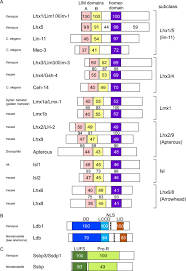 Hl tan lim & partners. Lim Homeodomain Proteins And Associated Partners Then And Now Sciencedirect