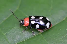 Flea Beetles