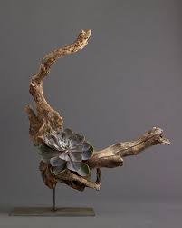 Driftwood And Echevaria Driftwood Planters Plants Succulent Garden Diy