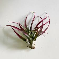 Image result for Buchnera capitata