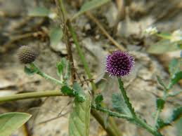 Image result for Sphaeranthus gazaensis