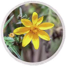 Image result for Bidens steppia