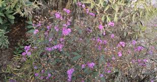 Image result for Vernonia glabra