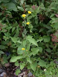 Image result for Sonchus oleraceus