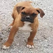 Join millions of people using oodle to find puppies for adoption, dog and puppy listings, and other pets adoption. Boxer Puppies For Sale Indianapolis In