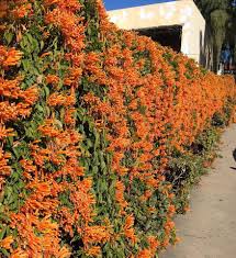 Image result for Pyrostegia