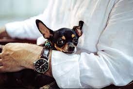 Cuanto Vive Un Chihuahua Cabeza De Venado Esperanza De Vida