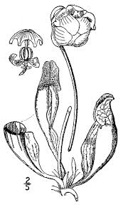 Download for free black and white flower coloring page #953709, download othes carnivorous plant coloring page for free. Purple Pitcher Plant Sarracenia Purpurea L