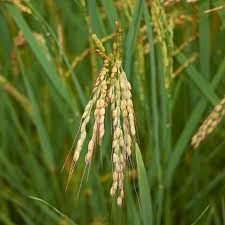 Image result for Oryza