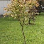 We turned the water off during our wet and cool. Japanese Maple Problems Common Japanese Maple Tree Diseases And Pests