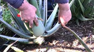 Aber warum nur fertige produkte kaufen? Aloe Vera Verarbeiten Blog Magazin