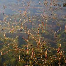 Check spelling or type a new query. Plantes Aquatiques Rappel