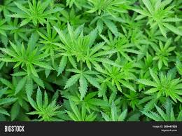 For those who like to crush a little kush stem, seeds and shit. Background Young Image Photo Free Trial Bigstock