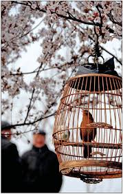 Birds Of A Feather Chinese Culture Bird Cages Beijing