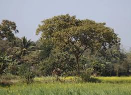 Image result for Aeschynomene mossambicensis