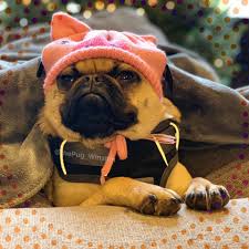 EarthWise Pet Supply & Grooming Liberty